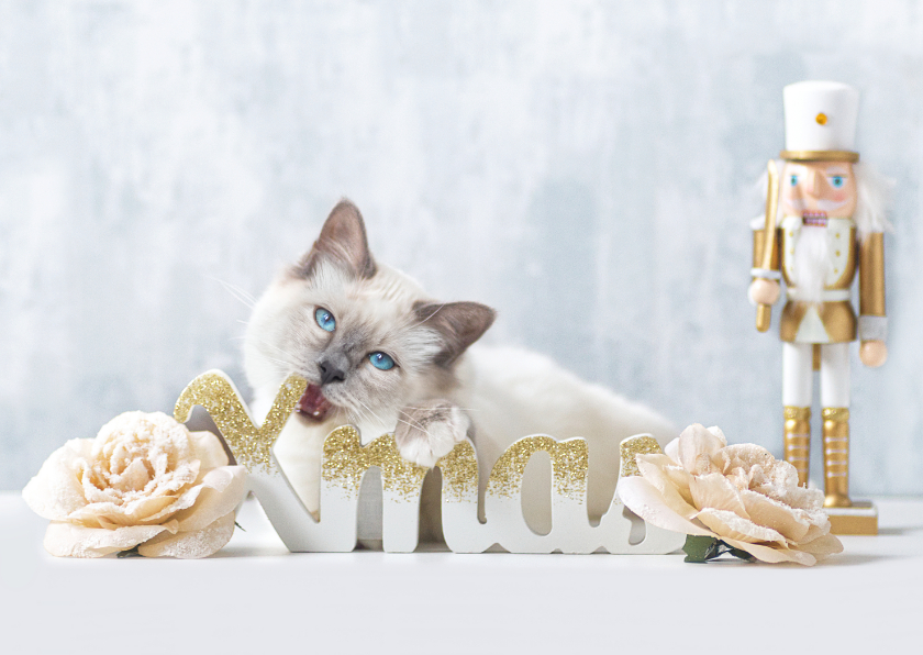 Lieve Xmas kerstkaart met witte kitten en gouden notenkraker - Kerstkaarten Kerstkaarten - Lieve Xmas kerstkaart met witte kitten en gouden notenkraker