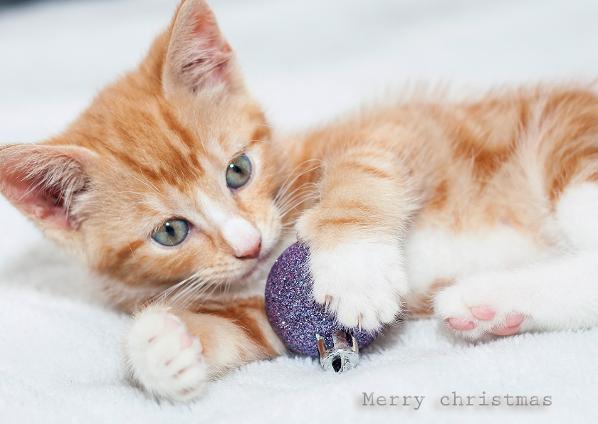 merry Christmas kitten - Kerstkaarten Kerstkaarten - merry Christmas kitten