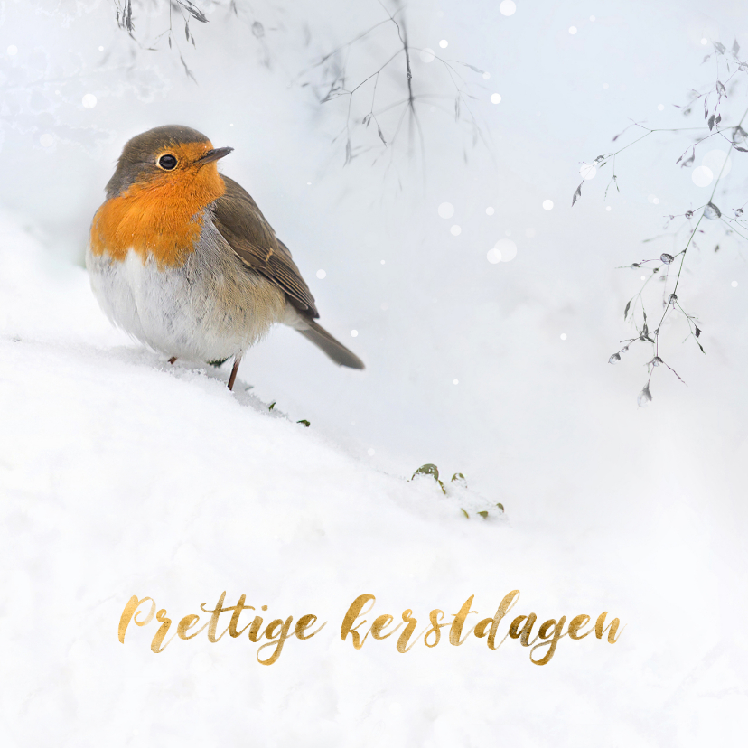 Kerstkaarten - Roodborst in de sneeuw