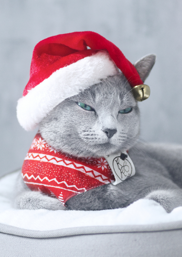 Schattig kerstkaartje met grijze kat en kerstmuts - Kerstkaarten Kerstkaarten - Schattig kerstkaartje met grijze kat en kerstmuts