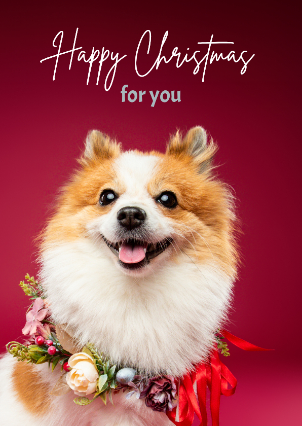 Schattig vrolijke kerstkaart pomsky met kerstkrans om - Kerstkaarten Kerstkaarten - Schattig vrolijke kerstkaart pomsky met kerstkrans om