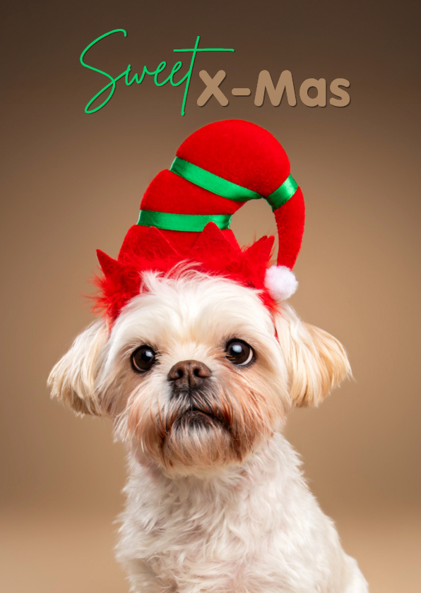 Schattige kerstkaart van boomer hondje met kerstmuts op - Kerstkaarten Kerstkaarten - Schattige kerstkaart van boomer hondje met kerstmuts op