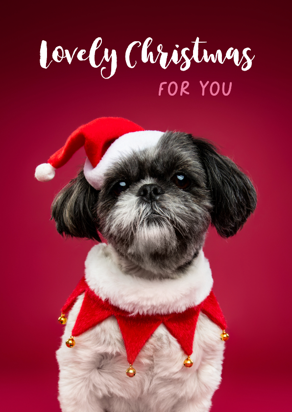 Kerstkaarten - Schattige kerstkaart van boomer hondje met kerstmuts