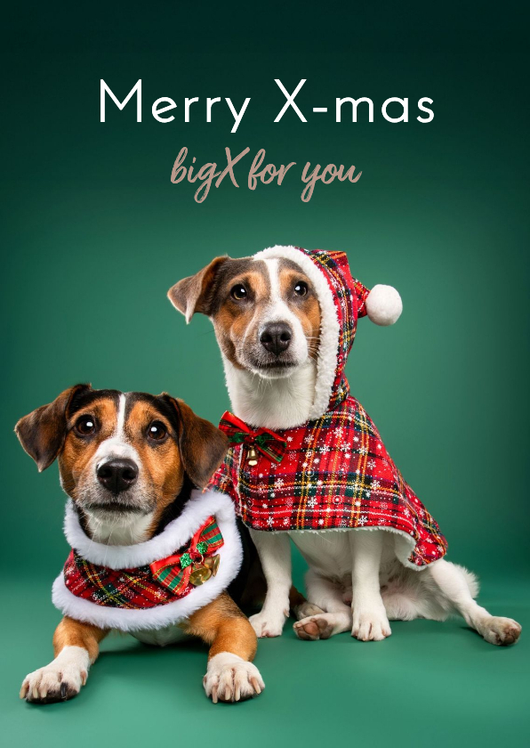 Schattige kerstkaart van hondjes met kerstkleding - Kerstkaarten Kerstkaarten - Schattige kerstkaart van hondjes met kerstkleding