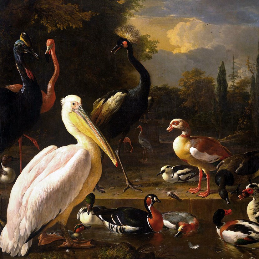 Kunstkaarten - Kunstkaart van Melcior d'Hondecoeter. Het drijvend veertje
