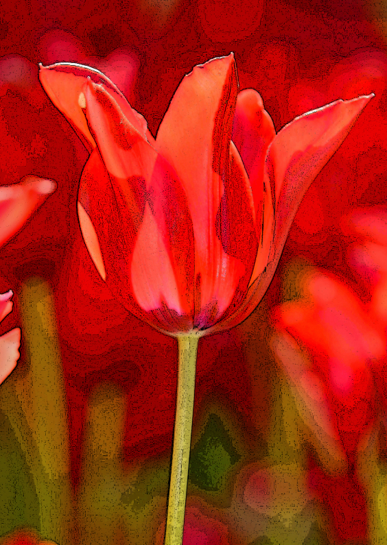 Rode Tulp 7 - Kunstkaarten Kunstkaarten - Rode Tulp 7