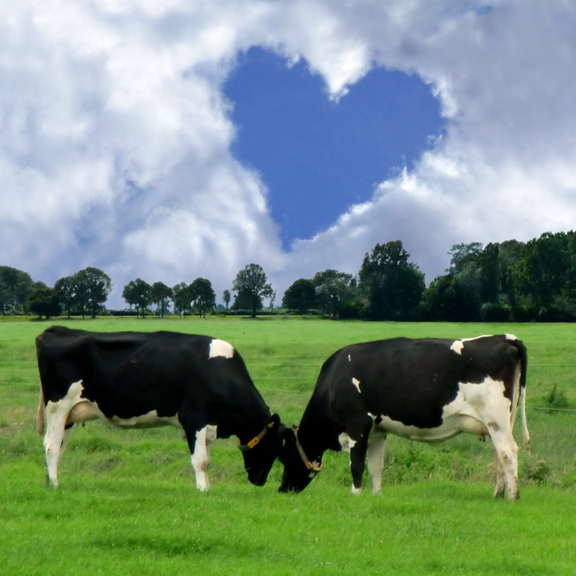 Liefde kaarten - Echte liefde Koeien