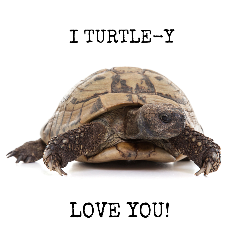 Liefde kaarten - Liefde - I Turtle-y Love You - Schildpad
