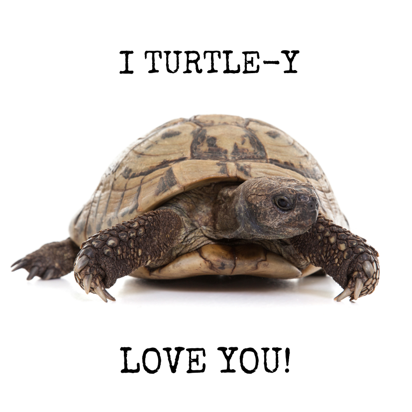 Liefde - I Turtle-y Love You - Schildpad - Liefde kaarten Liefde kaarten - Liefde - I Turtle-y Love You - Schildpad