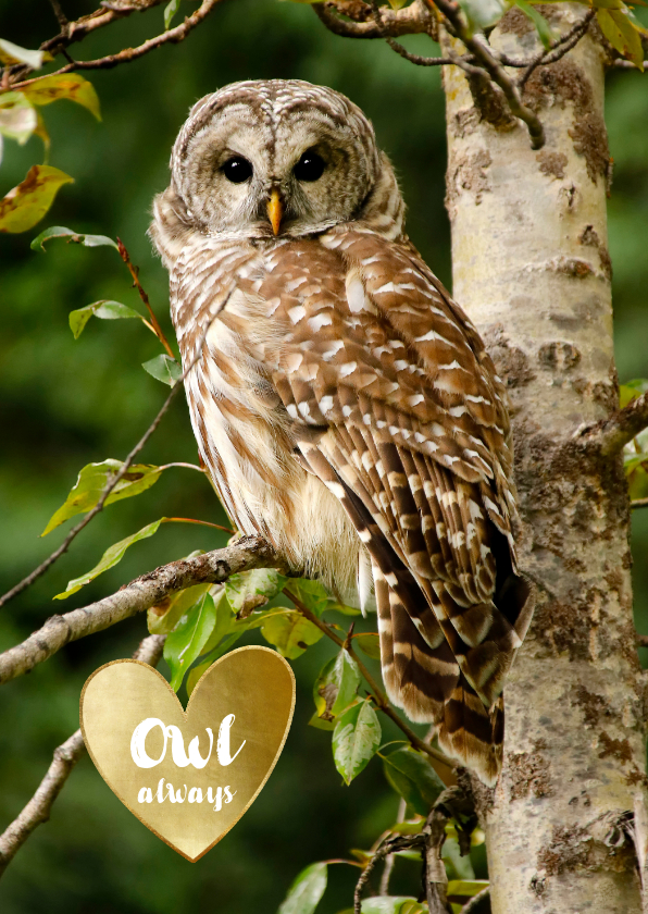 Liefde kaart uil Owl always love you - gouden hart - Liefde kaarten Liefde kaarten - Liefde kaart uil Owl always love you - gouden hart