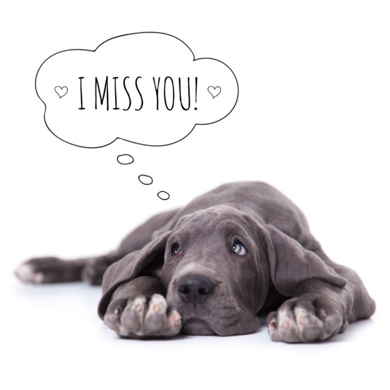 Liefde | mis je | Duitse dog puppy - Liefde kaarten Liefde kaarten - Liefde | mis je | Duitse dog puppy