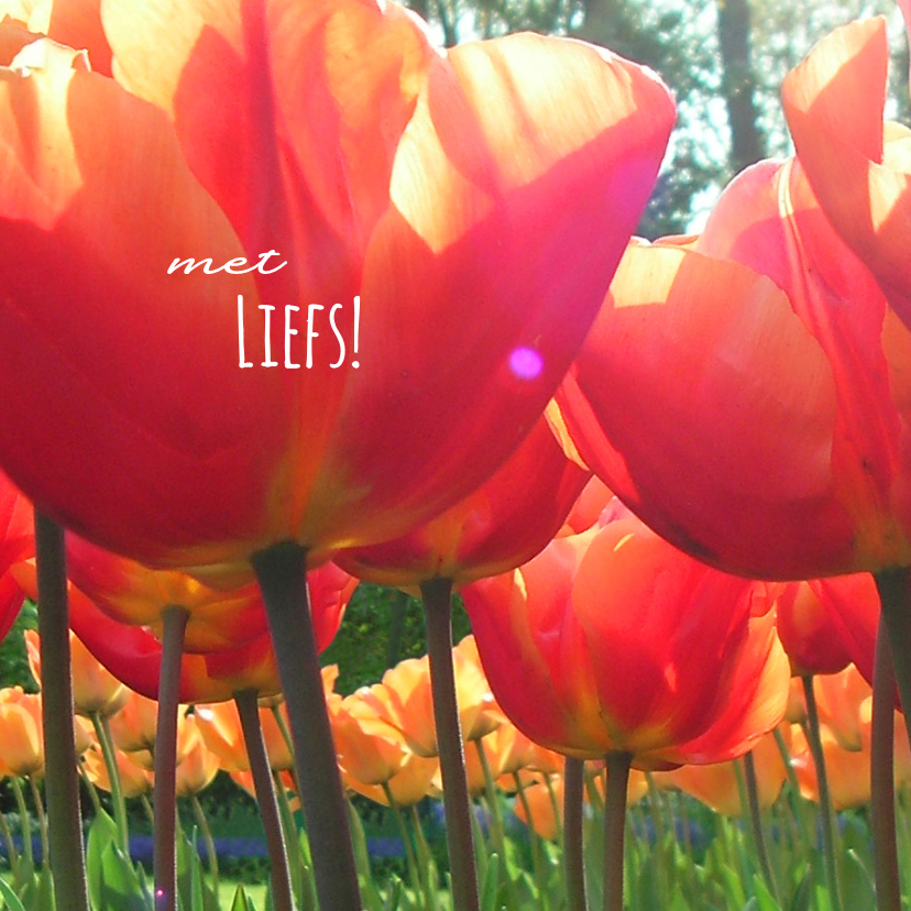 Liefde zonnige rode tulpen - Liefde kaarten Liefde kaarten - Liefde zonnige rode tulpen