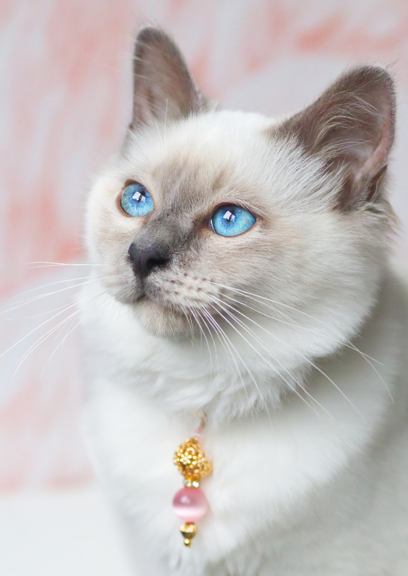 Schattige liefdeskaart van kitten met roze achtergrond - Liefde kaarten Liefde kaarten - Schattige liefdeskaart van kitten met roze achtergrond