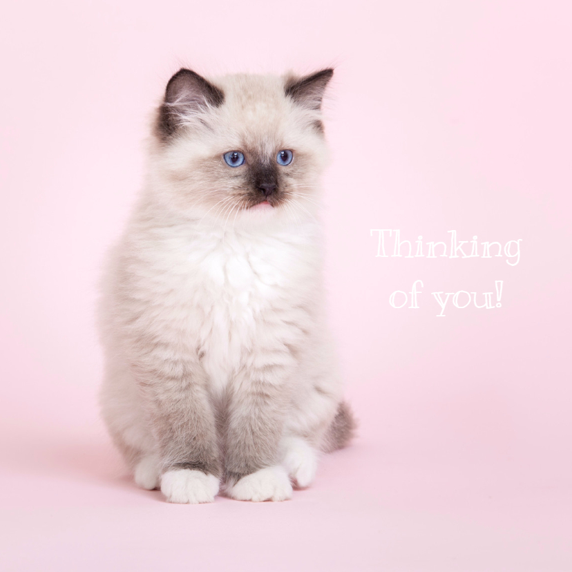 Liefde kaarten - Thinking of you - kat - roze