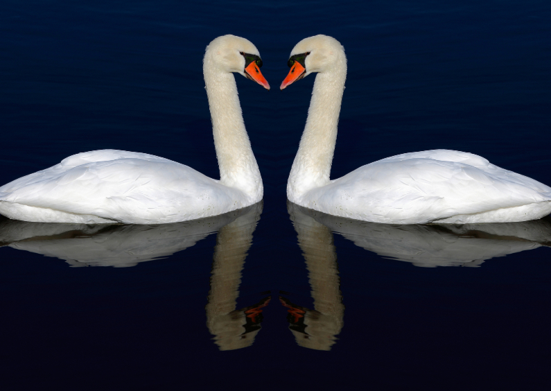 Verliefde zwanen - Liefde kaarten Liefde kaarten - Verliefde zwanen