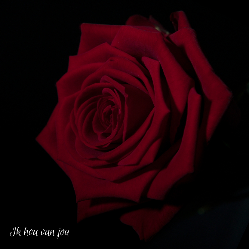 beautiful red rose - Moederdag kaarten Moederdag kaarten - beautiful red rose