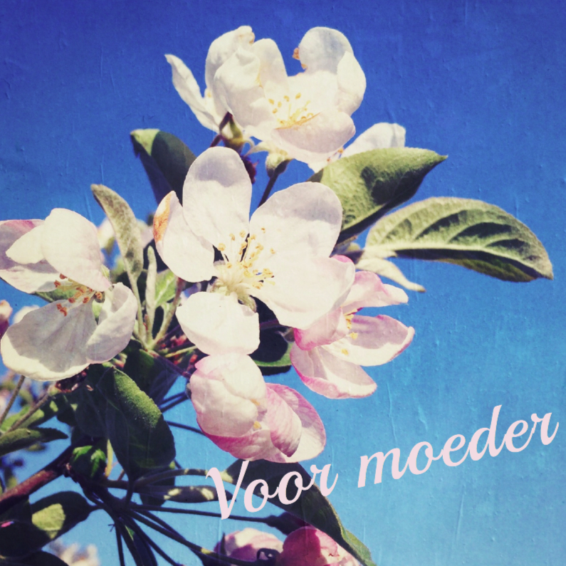 Bloesem op moederdag - Moederdag kaarten Moederdag kaarten - Bloesem op moederdag