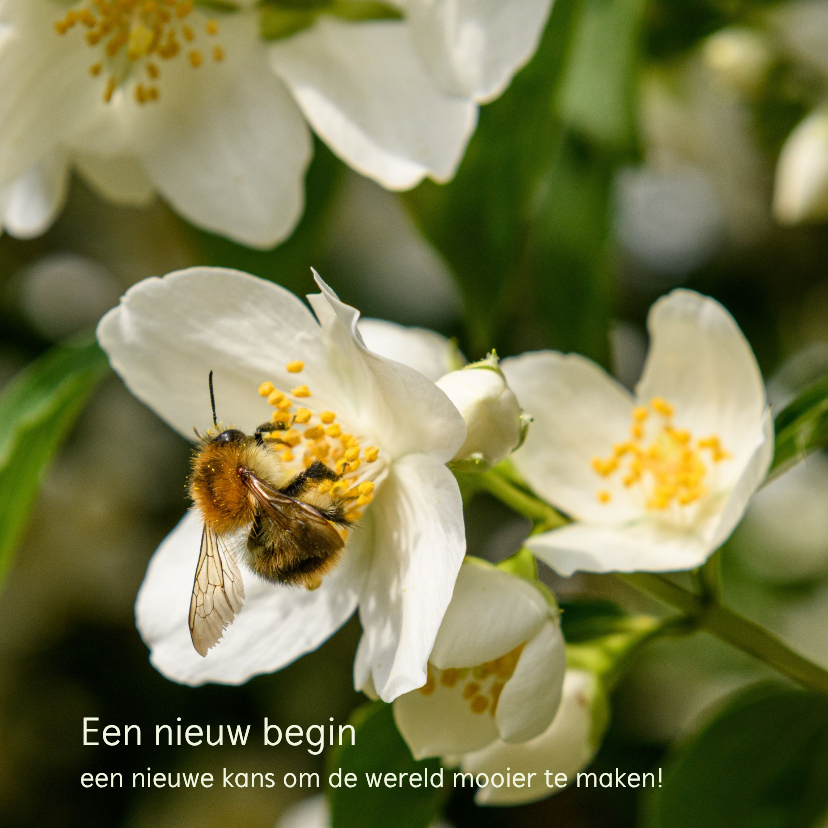 Kerst- en nieuwjaarskaart Land van Ons 2 - Nieuwjaarskaarten Nieuwjaarskaarten - Kerst- en nieuwjaarskaart Land van Ons 2