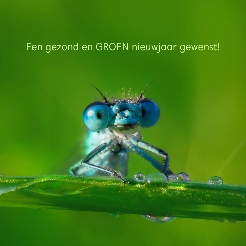 Kerst- en nieuwsjaarskaart Land van Ons 3 - Nieuwjaarskaarten Nieuwjaarskaarten - Kerst- en nieuwsjaarskaart Land van Ons 3