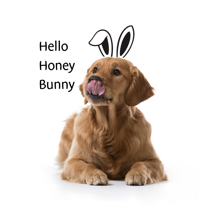 Paaskaarten - KNGF Geleidehond paaskaart hello honey bunny