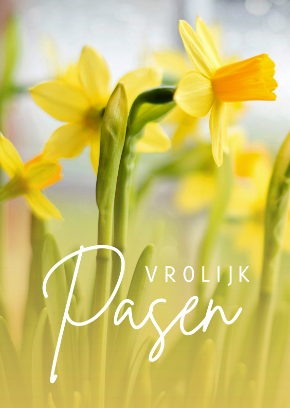 Paaskaarten - Paaskaart met foto van narcissen