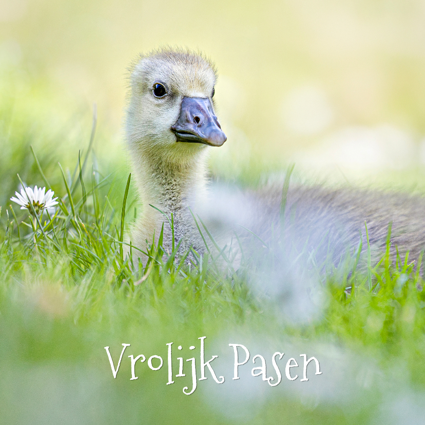 Paaskaarten - Paaskaart met ganzenkuiken in het gras.