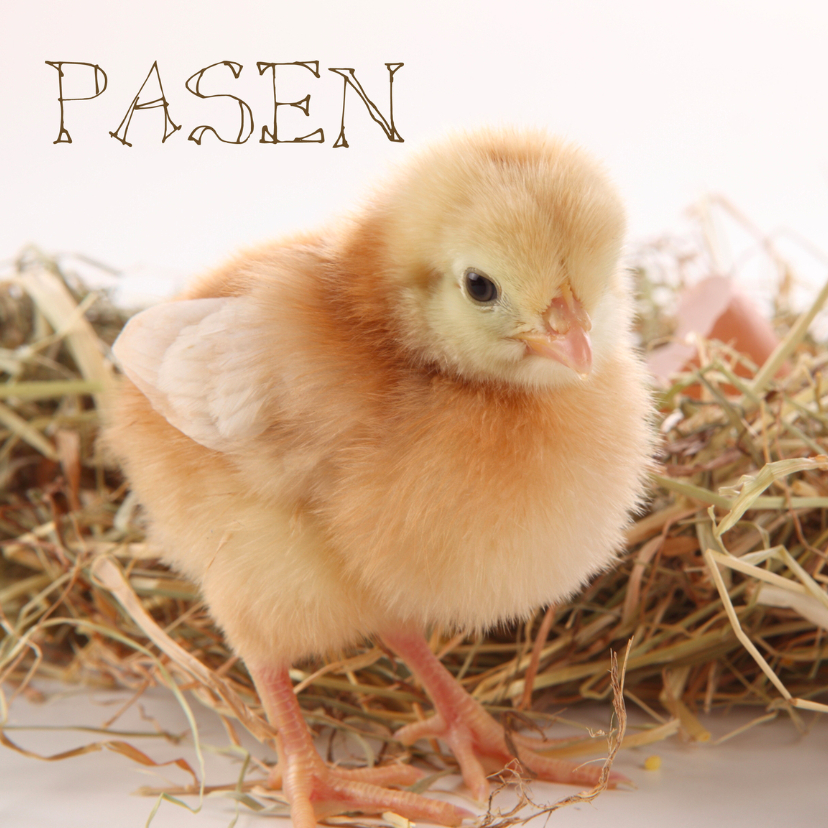 Pasen foto van kuiken - Paaskaarten Paaskaarten - Pasen foto van kuiken
