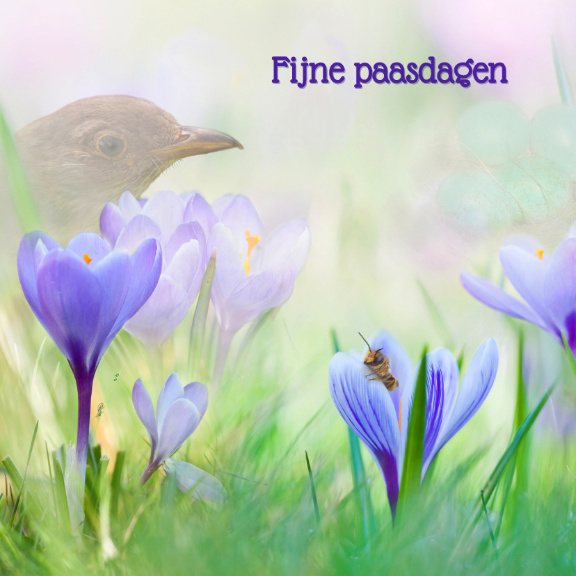 Pasen met krokussen - Paaskaarten Paaskaarten - Pasen met krokussen