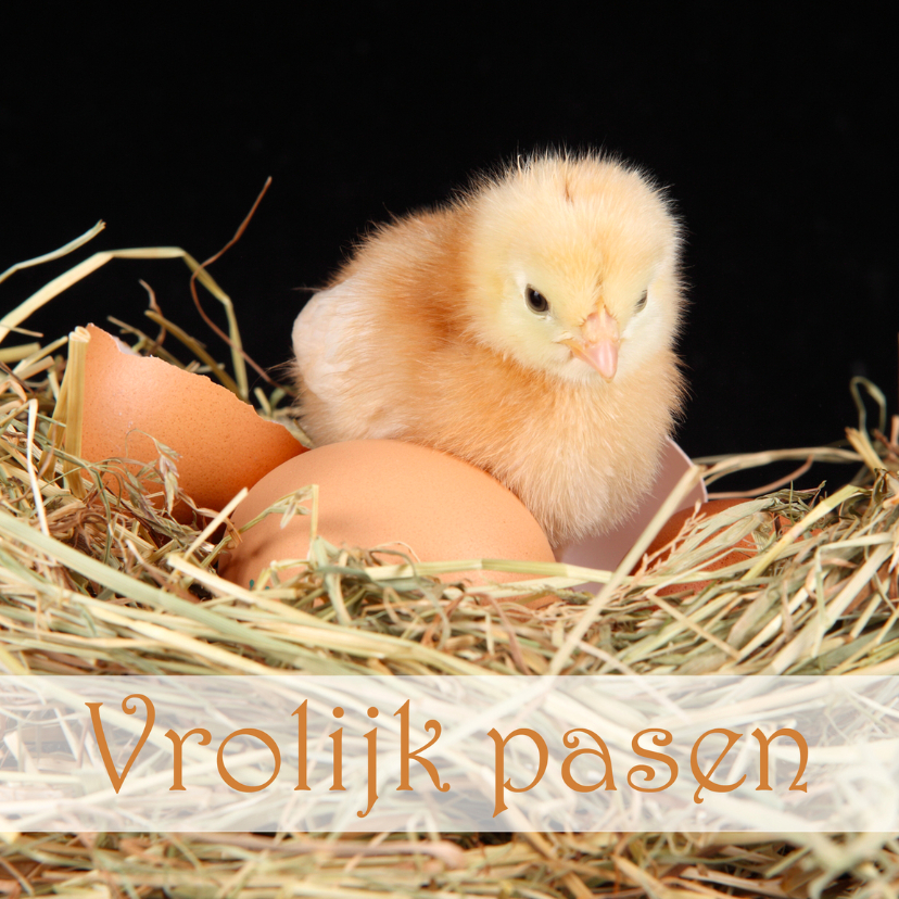 Paaskaarten - Vrolijk pasen met kuiken