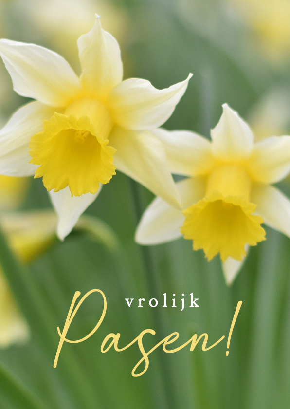 Paaskaarten - Vrolijke paaskaart met een natuur foto van gele narcissen
