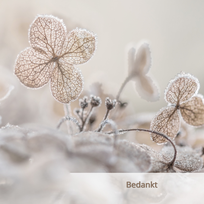 Bedankkaart hortensia - Rouwkaarten Rouwkaarten - Bedankkaart hortensia