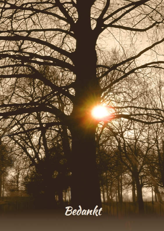 Mooie rouwkaart met stoere oude boom en ondergaande zon - Rouwkaarten Rouwkaarten - Mooie rouwkaart met stoere oude boom en ondergaande zon