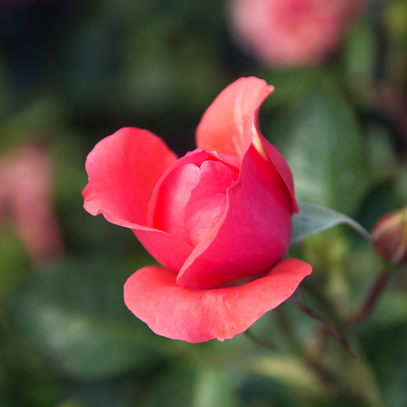 precious rose - Rouwkaarten Rouwkaarten - precious rose