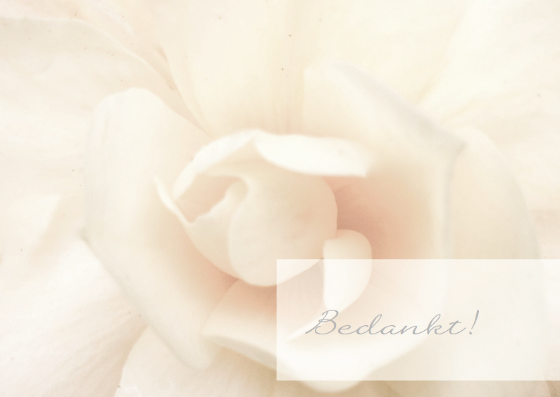 Rouw bedankkaart witte roos - Rouwkaarten Rouwkaarten - Rouw bedankkaart witte roos