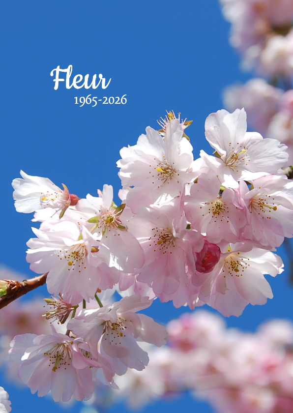 Rouwkaarten - Rouwkaart bloesem tegen blauwe hemel