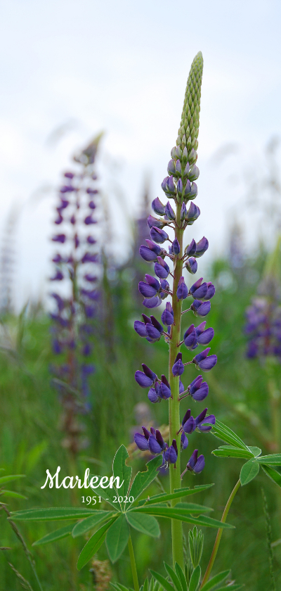 Rouwkaart paarse lupines - Rouwkaarten Rouwkaarten - Rouwkaart paarse lupines