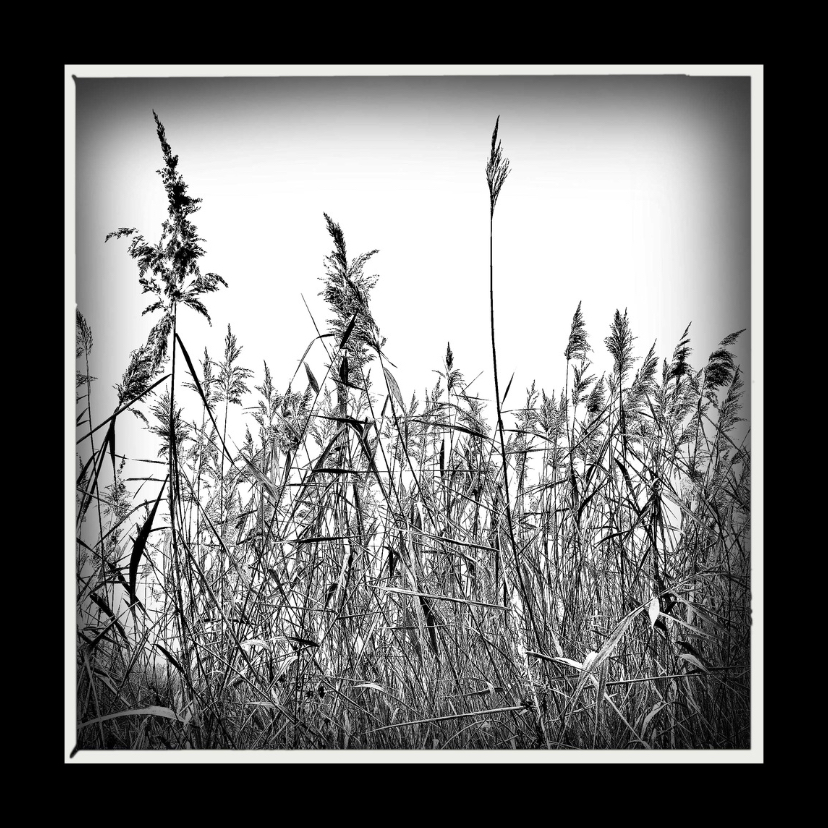 Rouwkaart riet - lb - Rouwkaarten Rouwkaarten - Rouwkaart riet - lb