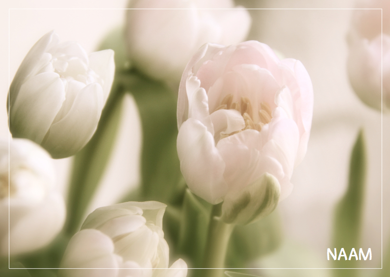 Rouwkaart tulp - Rouwkaarten Rouwkaarten - Rouwkaart tulp