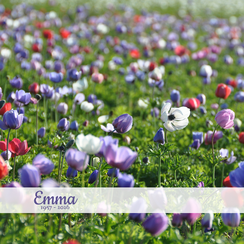 Rouwkaart veld anemoontjes - Rouwkaarten Rouwkaarten - Rouwkaart veld anemoontjes
