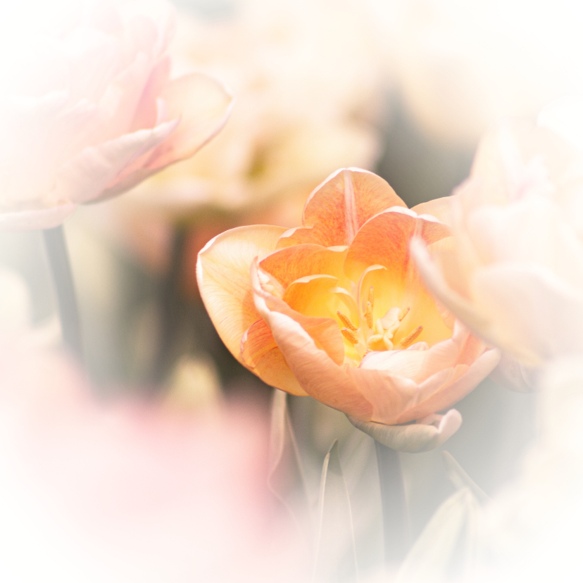 Rouwkaarten - Rouwkaart vierkant met foto van tulpen