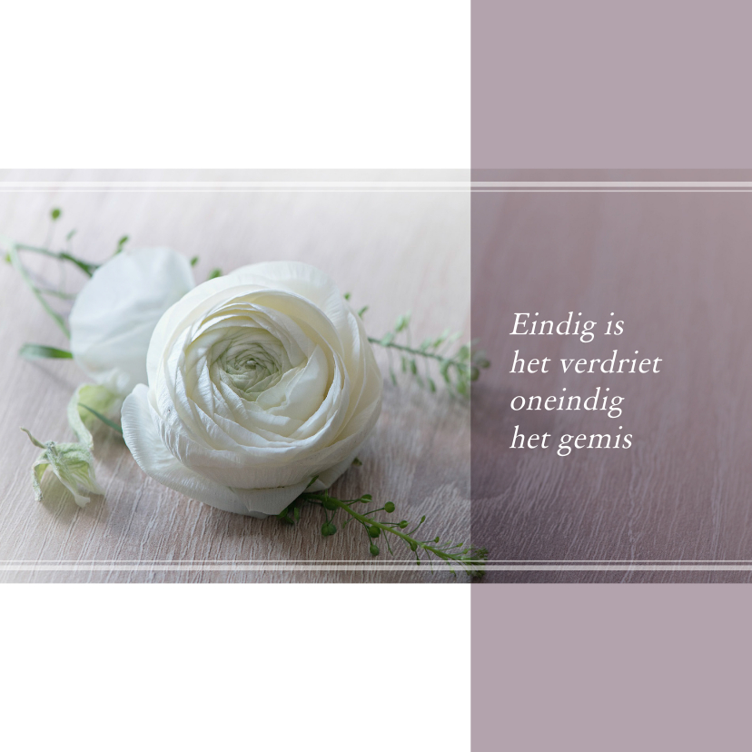 Rouwkaart witte roos klassiek - Rouwkaarten Rouwkaarten - Rouwkaart witte roos klassiek