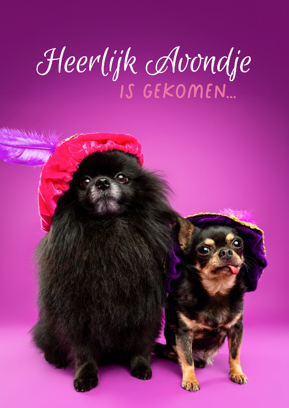 Sinterklaaskaarten - Leuke sinterklaaskaart van hondjes met pietenmuts