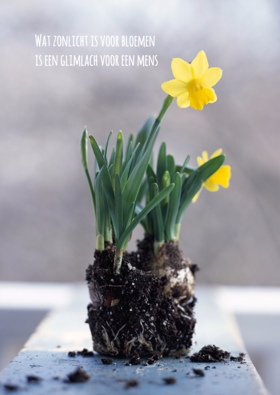 Gewortelde narcissen - Spreukenkaarten Spreukenkaarten - Gewortelde narcissen