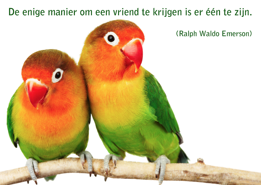 Kaart met spreuk vogel - Spreukenkaarten Spreukenkaarten - Kaart met spreuk vogel