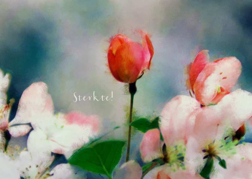 13128 Sterkte kaart Bloemen - Sterkte kaarten Sterkte kaarten - 13128 Sterkte kaart Bloemen