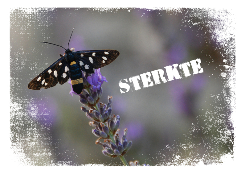 14188 Sterkte lavendel - Sterkte kaarten Sterkte kaarten - 14188 Sterkte lavendel
