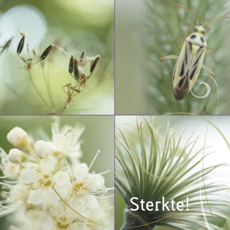 Collage 4 Sterkte kaart - Sterkte kaarten Sterkte kaarten - Collage 4 Sterkte kaart