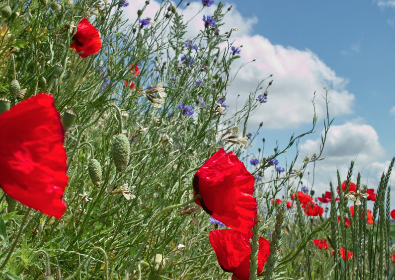 Klaprozen in bloemenveld - Sterkte kaarten Sterkte kaarten - Klaprozen in bloemenveld