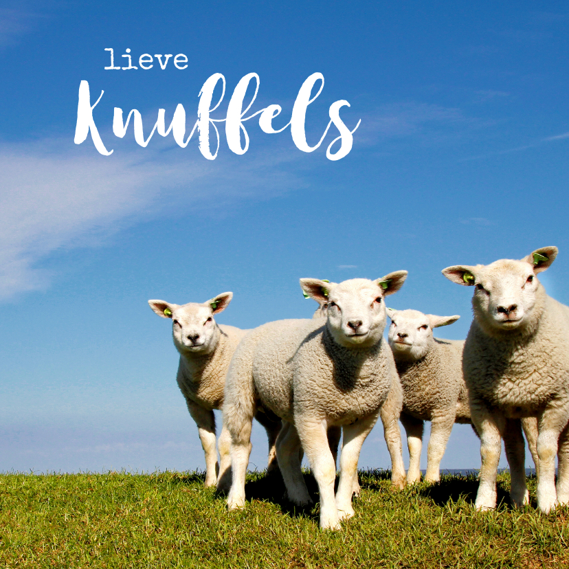 Sterkte kaarten - Lieve Knuffels Lammetjes - Lente