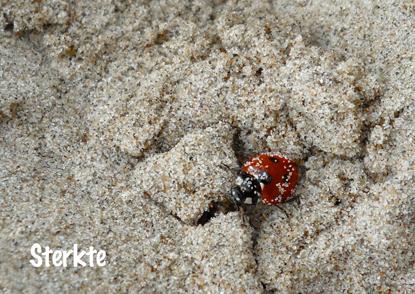 Lieveheersbeestje in het zand - Sterkte kaarten Sterkte kaarten - Lieveheersbeestje in het zand